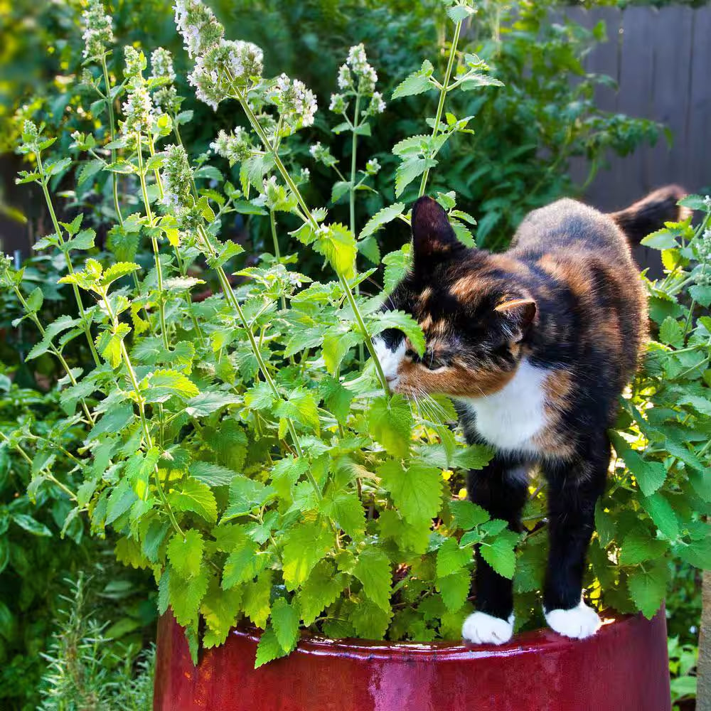 19 Oz. Catnip Herb Plant (2-Pack)