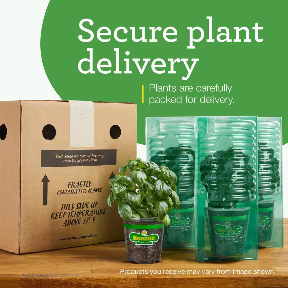 19 Oz. Catnip Herb Plant (2-Pack)