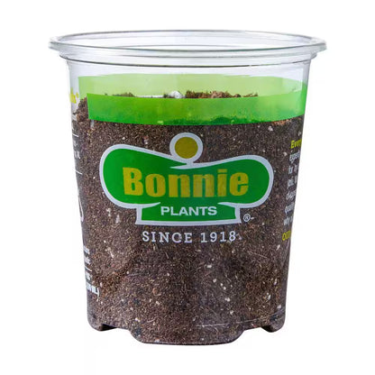 19 Oz. Catnip Herb Plant (2-Pack)