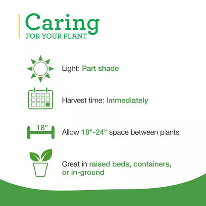 19 Oz. Catnip Herb Plant (2-Pack)