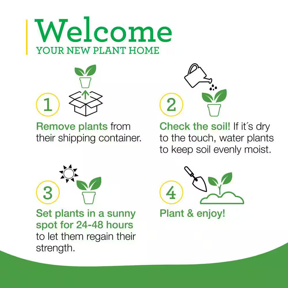 19 Oz. Catnip Herb Plant (2-Pack)
