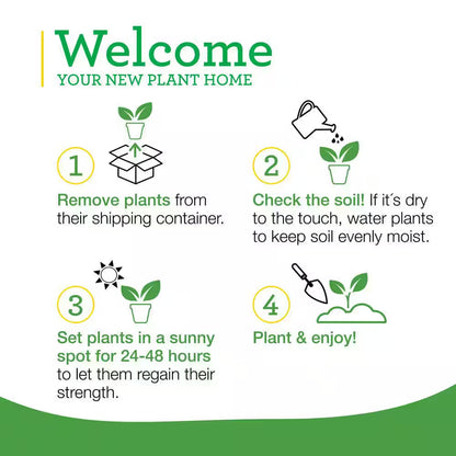 19 Oz. Catnip Herb Plant (2-Pack)