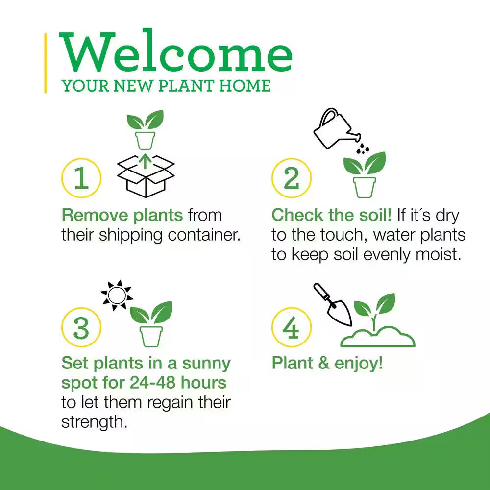 19 Oz. Catnip Herb Plant (2-Pack)