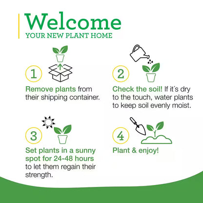 19 Oz. Catnip Herb Plant (2-Pack)