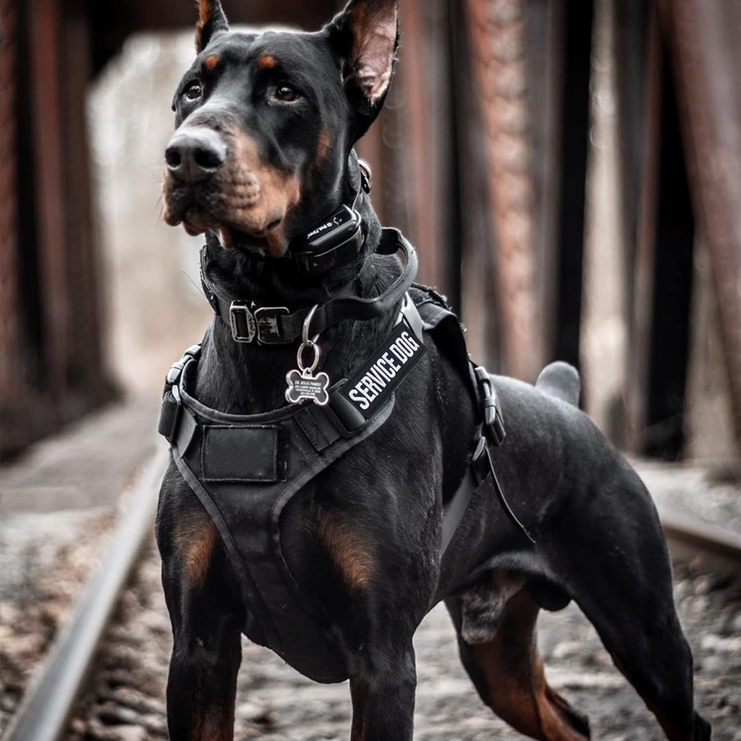 12 Pieces Removable Tactical Dog Harness Service Dog Vest Patches Do Not Pet in Training and Emotional Support Dog Vest Patches(3.6 X 1.6Inch)