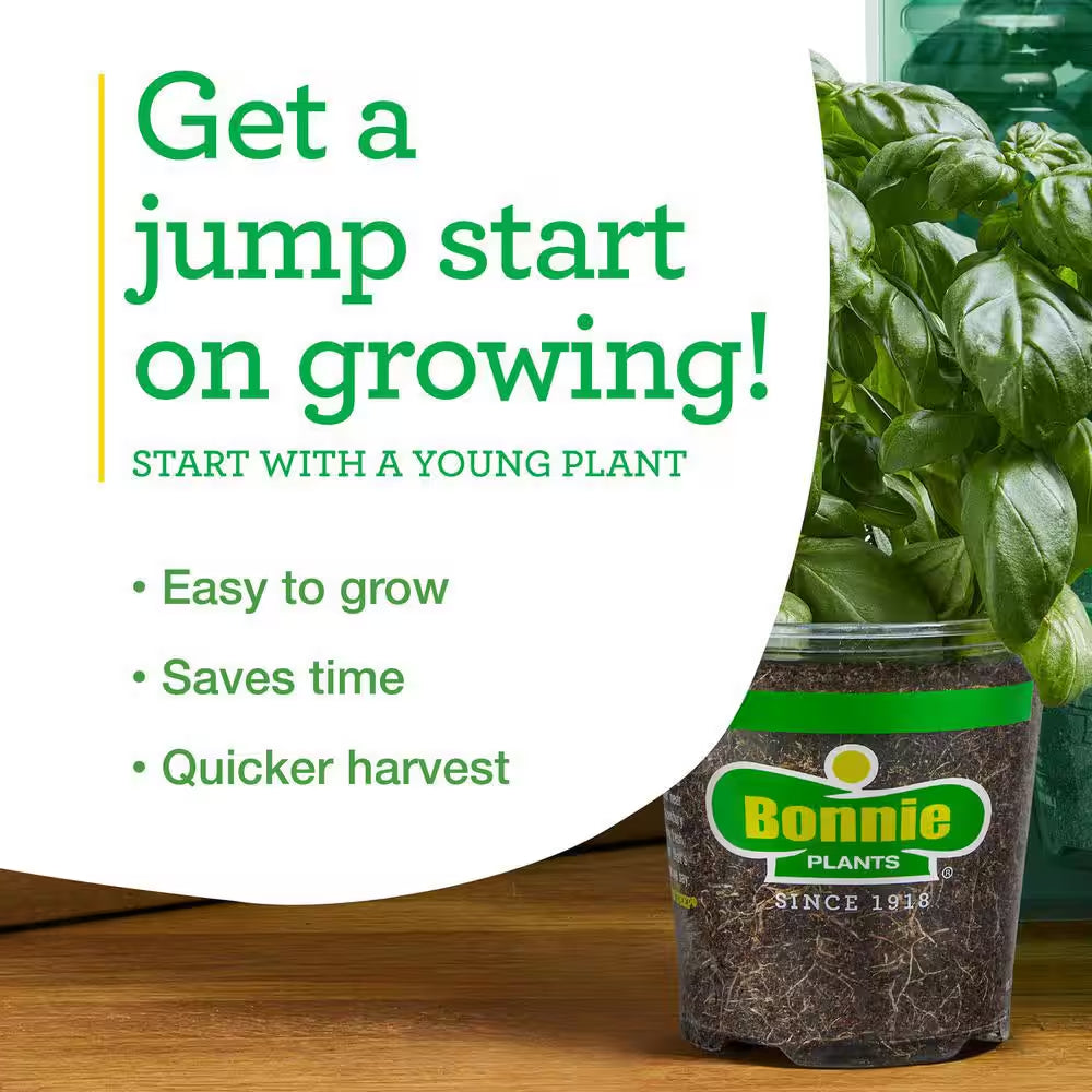 19 Oz. Catnip Herb Plant (2-Pack)