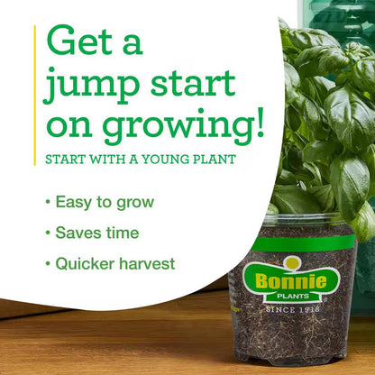 19 Oz. Catnip Herb Plant (2-Pack)