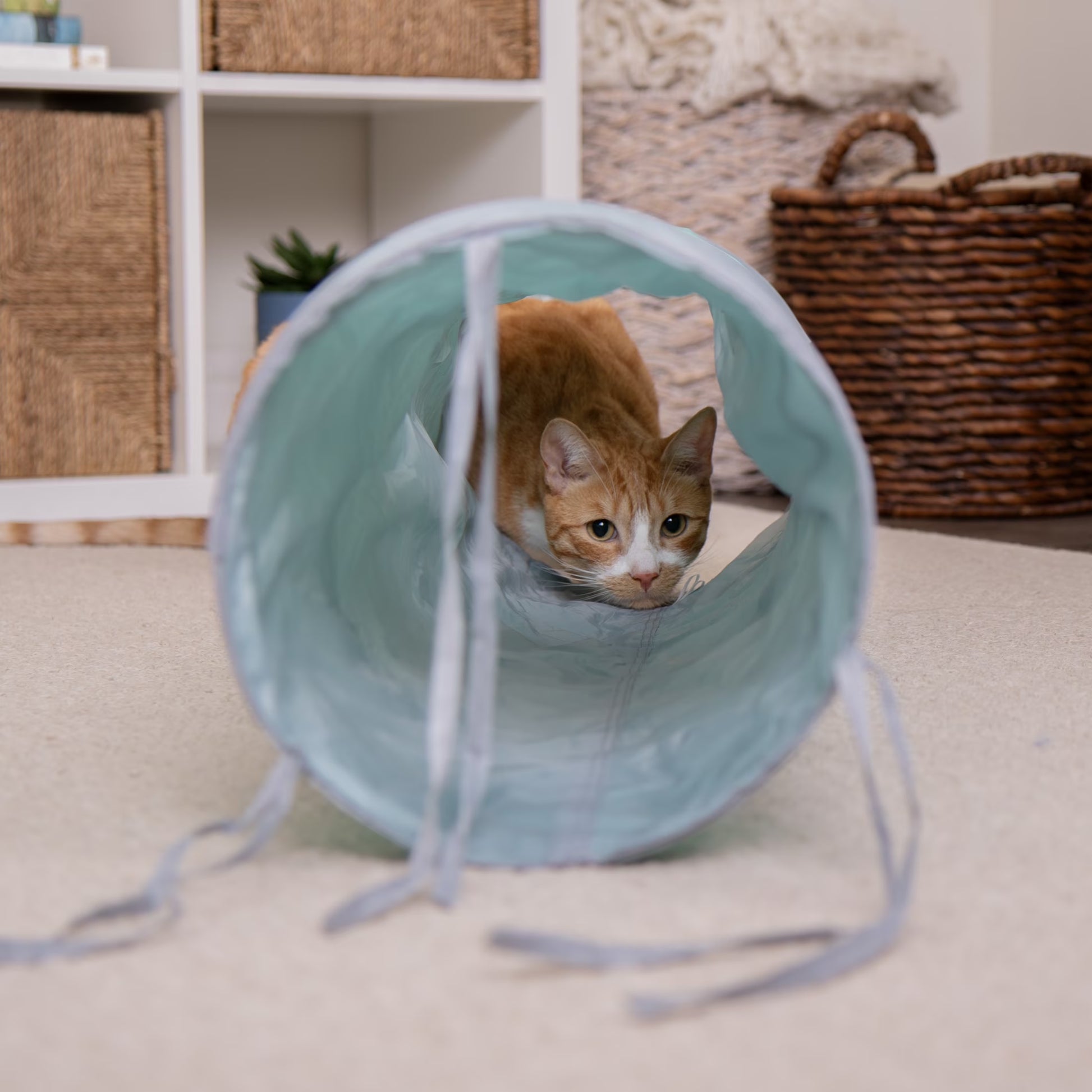 Crackle Chute Collapsible Tunnel Cat Toy with Crinkle Sound & Peek-A-Boo Window
